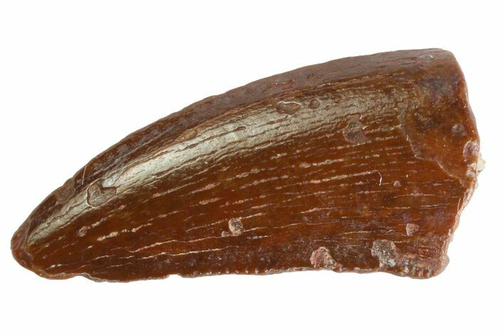 Serrated Raptor Tooth - Real Dinosaur Tooth #333287